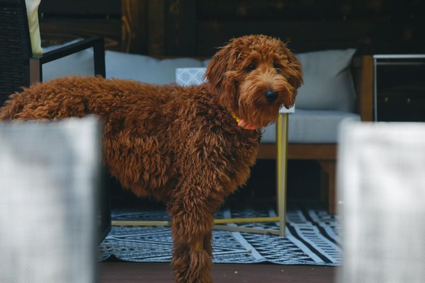 Animaux De La Ferme
