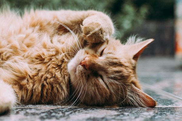Quel type de brosse est le plus efficace pour le pelage d'un chat Sibérien?