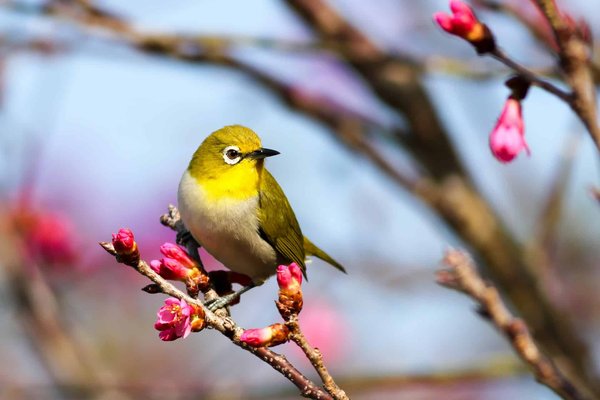 Quels sont les meilleurs matériaux pour construire un nichoir à oiseaux?