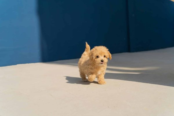 Quelle est la méthode la plus douce pour apprendre la propreté à un chiot de race Chihuahua?