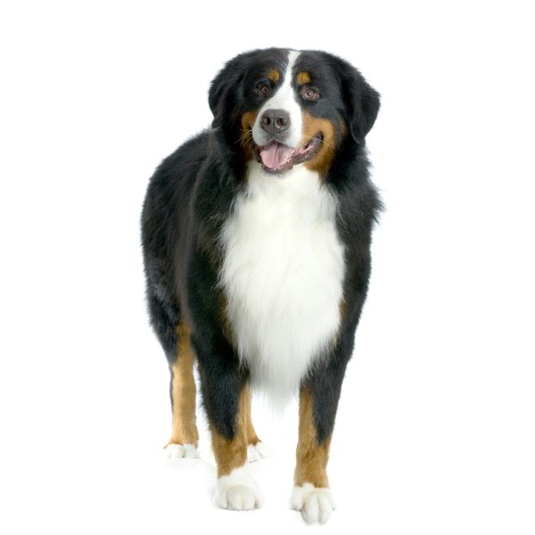 Actualités des chiens : adoptions émouvantes et conseils pratiques