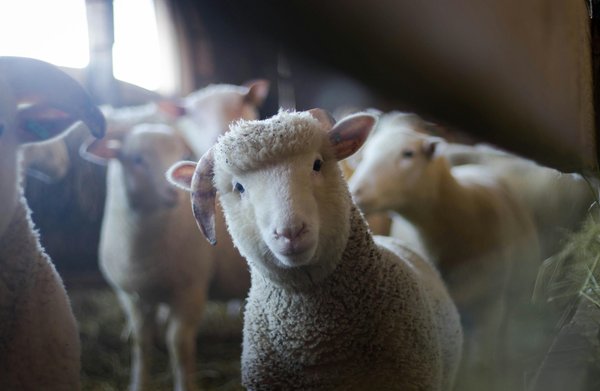 Calculez l'âge animaux pour mieux comprendre leur bien-être