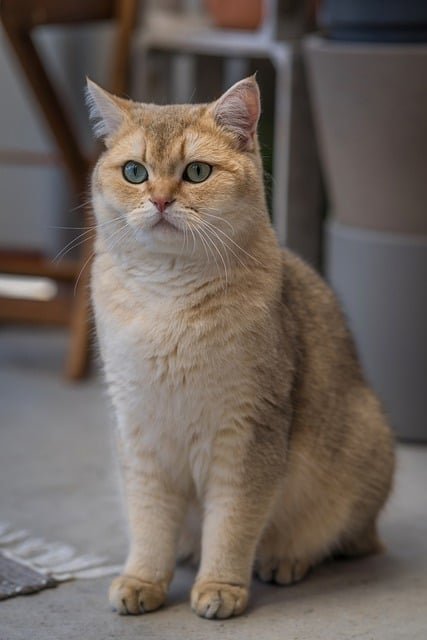 Les 5 bars à chat à paris : des havres de paix félin